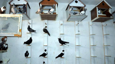 Bu otel güvercinler için