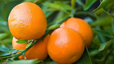 Kışlık meyve fiyatları yüzde 50 düştü