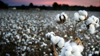 Iğdır'da çeyrek asır sonra pamuk yetiştirilmeye başlandı