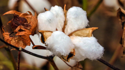 28 sene sonra tekrar yetiştirdiler