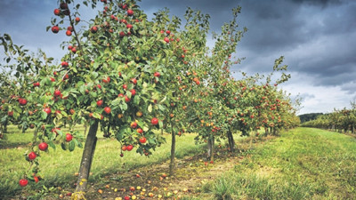 Rusya ambargosu çiftçiyi üzdü