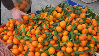 Mandalinada fiyat sorununa 'kurutulmuş' çözüm