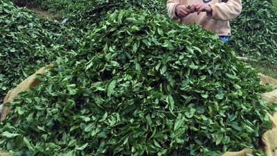 ÇAYKUR'da yaş çay bedeli ödemeleri başladı