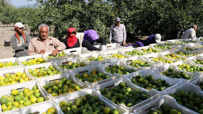 Erkenci mandalina Rusya pazarında