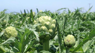 Urla'nın ünlü 'sakız enginarı' coğrafi işaret için sıraya girdi