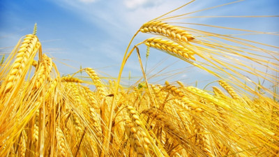 Buğdayda verim artışı şampiyonları Tunceli ve Manisa oldu