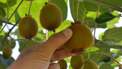 Kivi üreticilerine hasat uyarısı