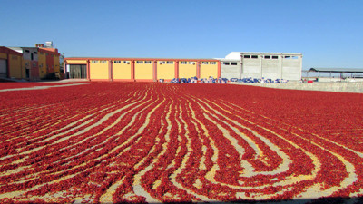 Mevsimlik işçiler "kırmızı altın"la geçiniyor