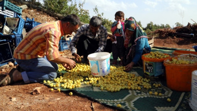 'Amanos alıcı' üreticisini sevindirdi