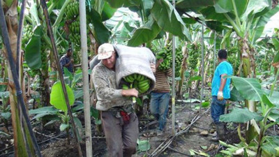 Yılın ilk muzu dalından koptu