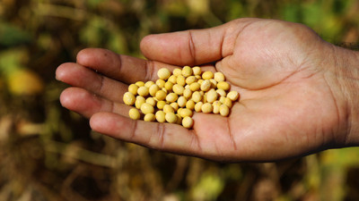 Güneydoğu'ya özgü soya geliştirildi