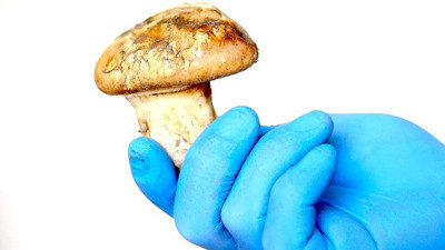 Sedir ormanlarından toplanıyor Japonya'ya ihraç ediliyor