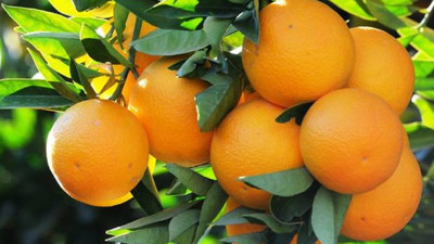 Türk narenciyesi Rusya'ya ulaştı