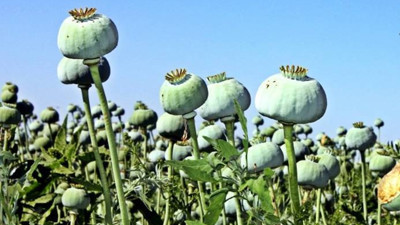 Türkiye haşhaş üretiminde dünya lideri