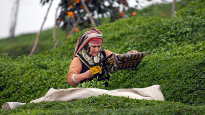 ÇAYKUR, yıl sonuna kadar Çin pazarına girecek