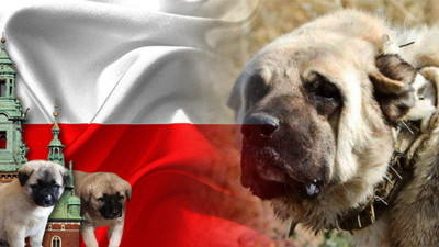 Polonya kangal köpek yavrusu satın almak istiyor