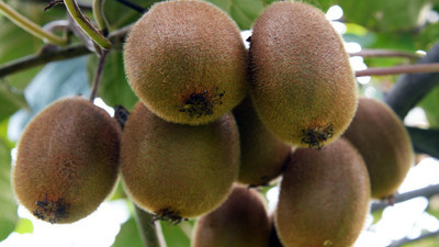 Üretici kiviyi sevdi