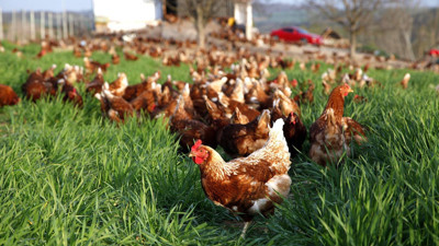 Yumurta üretimi azaldı