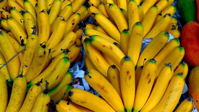 Yerli muzdaki fiyat düşüşü sürüyor