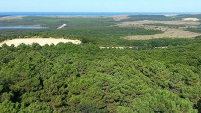 İstanbul'da, 6 bin 500 hektarlık alan ağaçlandırılıyor