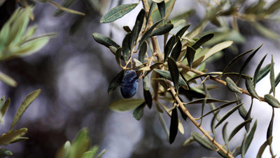 "Sinek" zeytin üreticisini üzdü