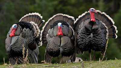 1 milyar dolarlık hindiyi bir günde yiyecekler