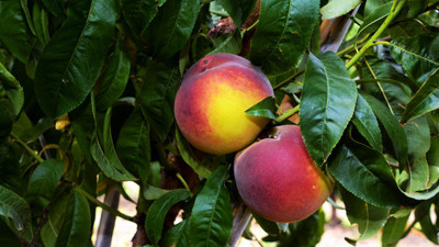 Üretici "geç şeftali" türlerine yöneldi