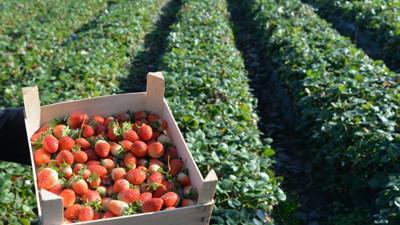 Ordu'da çilek üretiminde büyük artış
