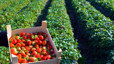 Çilek üretiminde büyük artış