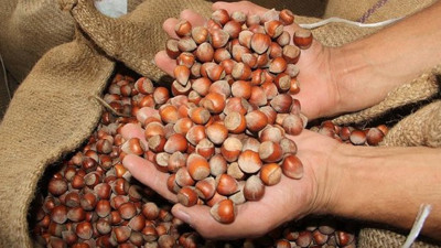 Fındıkta fiyat artışı bekleniyor