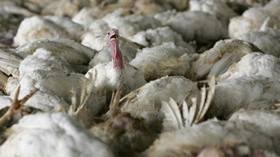 İngiltere'de kuş gribi vakası görüldü