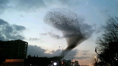 Sığırcık sürüsünden muhteşem dans