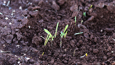 Bu tohumu kullanmayana destek yok