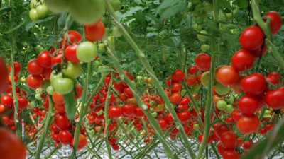 Tarımsal üretim hızla seraya kayıyor