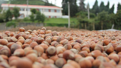 Fındık Tanıtım Grubu dövizlerini TL'ye çeviriyor