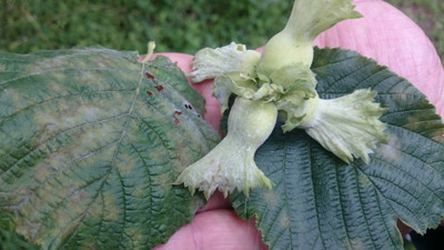 'Üreticinin problemi bittiği anda fındıkta problem biter'