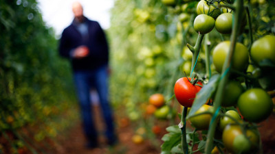 Çiftçinin kulağı Rusya'da