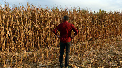 Mısırda rekolte yüz güldürdü
