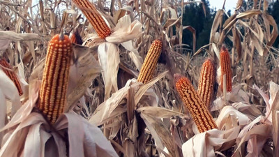 Mısırda rekolte yüz güldürdü