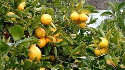 Mersin'de limon hasadı başladı