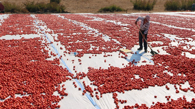 İlçeden 3 kıtaya ihraç ediliyor
