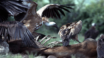 "Akbaba Lokantası" misafirlerini ağırlıyor