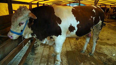 "Padişah" alıcısını bekliyor