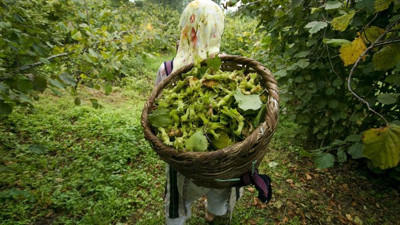Türkiye 250 bin ton fındık ihraç etti