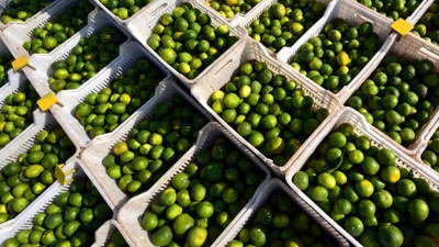 Hatay'da ilk mandalina hasadı yapıldı