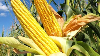 Soyyiğit, ihracat rotasını yeni pazarlara çevirdi