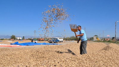 Yer fıstığında yüksek rekolte bekleniyor