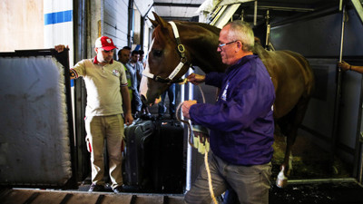 Milyon dolarlık yarış atları İstanbul'da