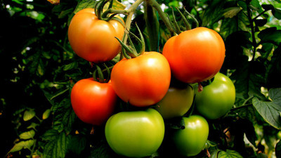 Güz domatesi üreticiyi sevindiriyor