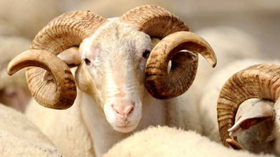 Marketlerde kurbanlık yarışı